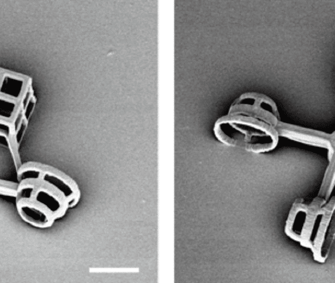 Des chercheurs ont concu des véhicules microscopiques propulsés par des algues unicellulaires