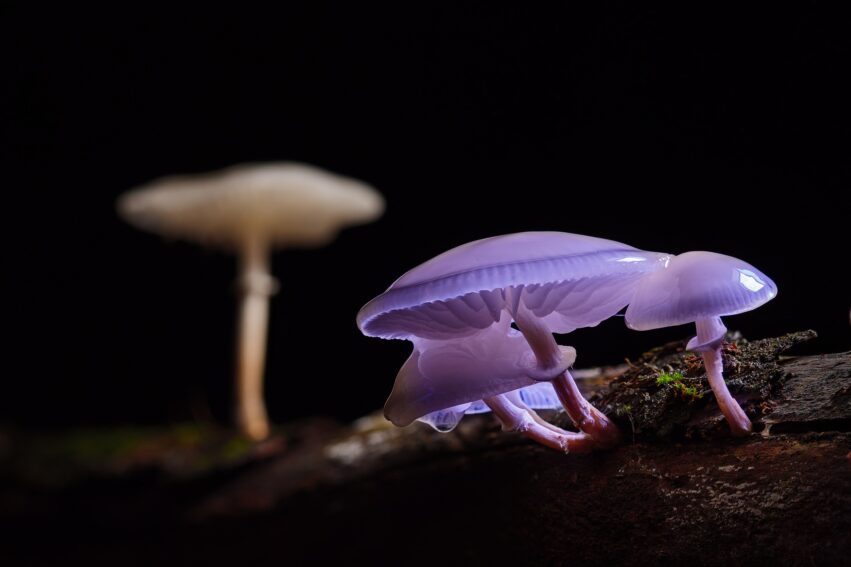 La psilocybine réinitialise les réseaux neuronaux selon une nouvelle étude