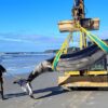 baleine plus rare monde couv