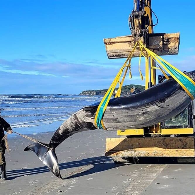baleine plus rare monde couv