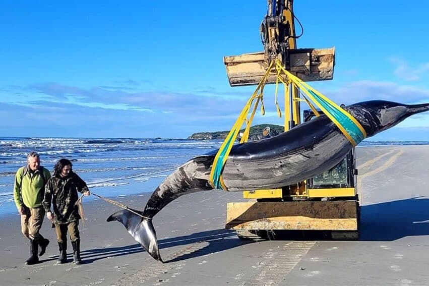 baleine plus rare monde couv