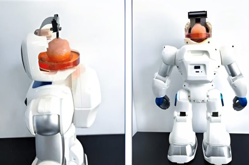 bio ordinateur mini cerveau robot