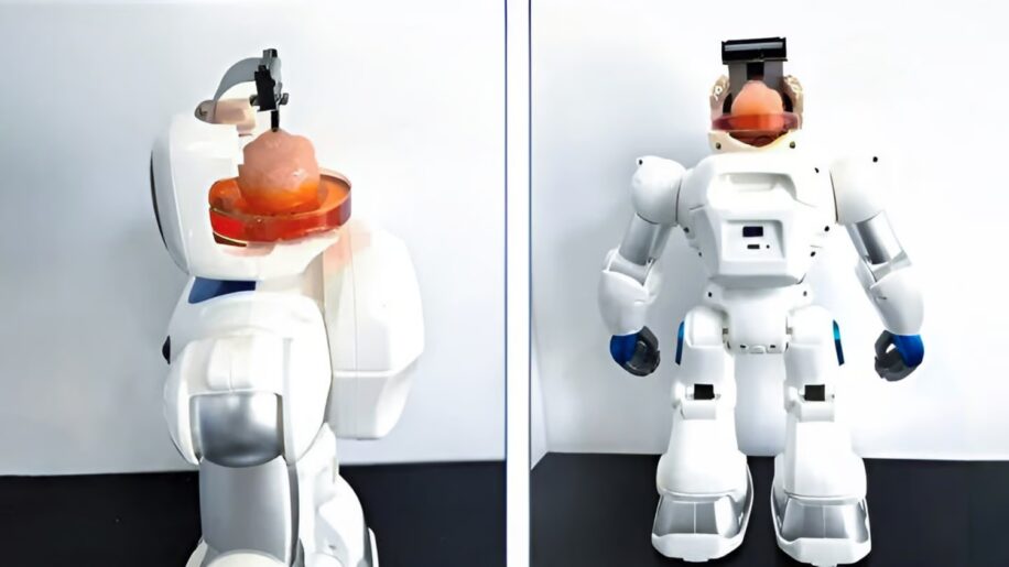 bio ordinateur mini cerveau robot
