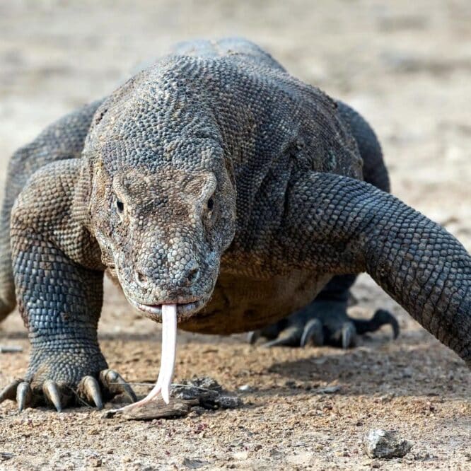 decouverte dents dragons komodo recouvertes fer premiere regne animal couv