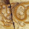 serpent fossilises evolution