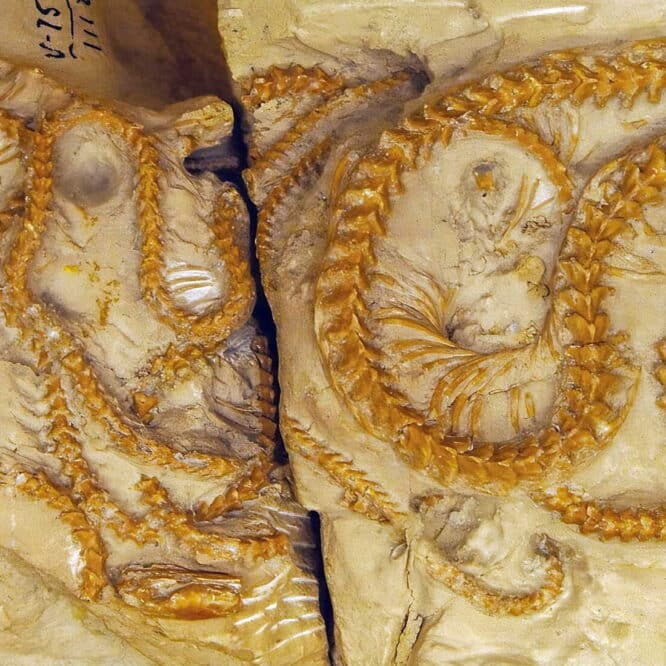 serpent fossilises evolution