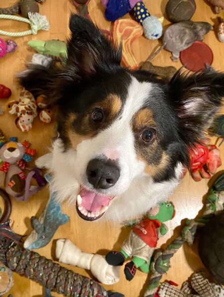 chiens souvenir noms dizaines jouets plus revus pendant annees couv