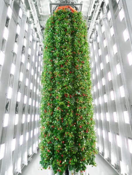 ferme verticale fraises couv