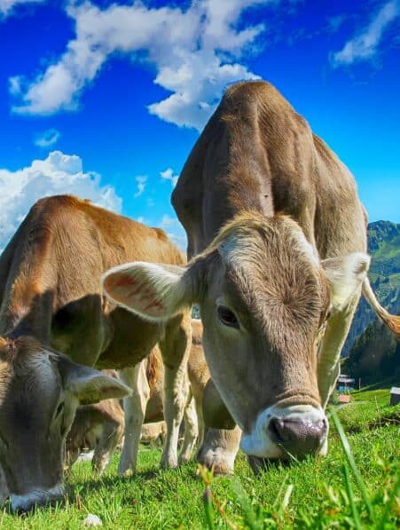 La réduction modérée de la production de viande bovine dans les pays riches contribuerait à la lutte contre le changement climatique suggère une étude