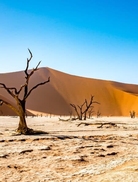 climat 2024 annee 1 5