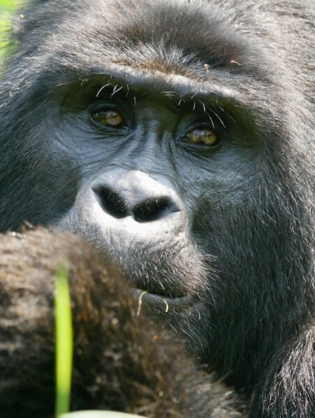 grands singes langage humains