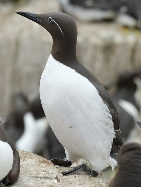 Le réchauffement des océans a provoqué une extinction massive d oiseaux de mer une situation sans précédent
