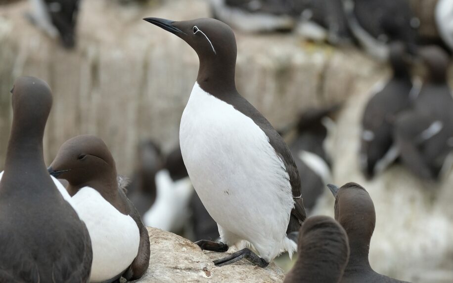 Le réchauffement des océans a provoqué une extinction massive d oiseaux de mer une situation sans précédent
