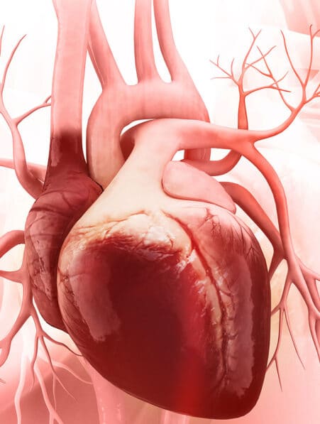 coeur mini cerveau