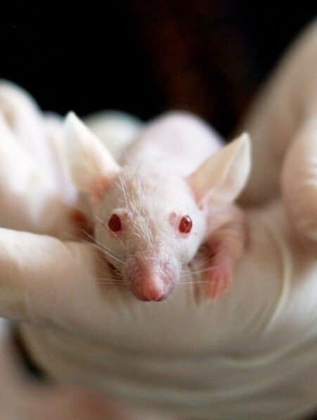 scientifiques ont fait developper souris issues deux peres couv