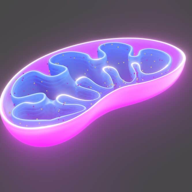 Mitochondries et diabète de type 2 des chercheurs découvrent une piste révolutionnaire pour inverser la maladie