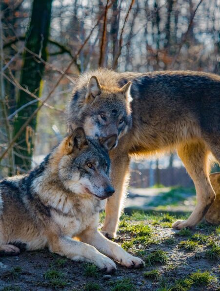 loups auto domestiques humain