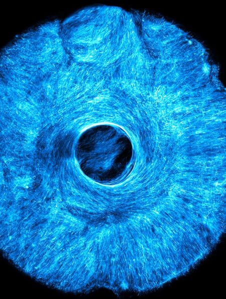 Le MIT promet de révolutionner la robotique en mettant au point des muscles artificiels inspirés de l’iris humain