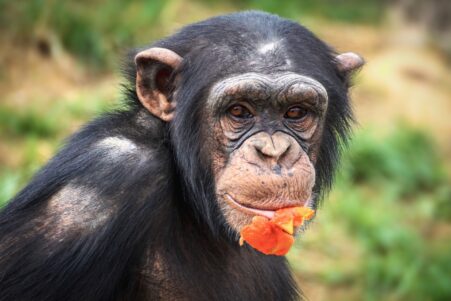 Des chimpanzés sauvages créent des liens sociaux autour de fruits alcoolisés
