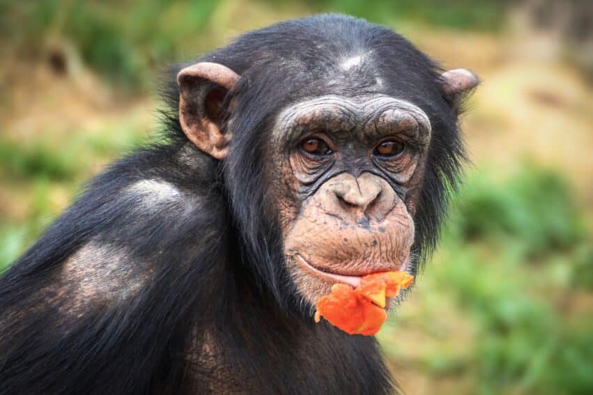 Des chimpanzés sauvages créent des liens sociaux autour de fruits alcoolisés