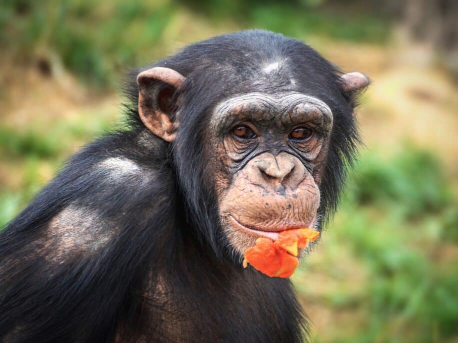 Des chimpanzés sauvages créent des liens sociaux autour de fruits alcoolisés