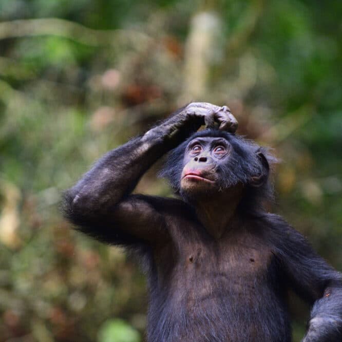 Les bonobos communiquent en phrases suggère une étude