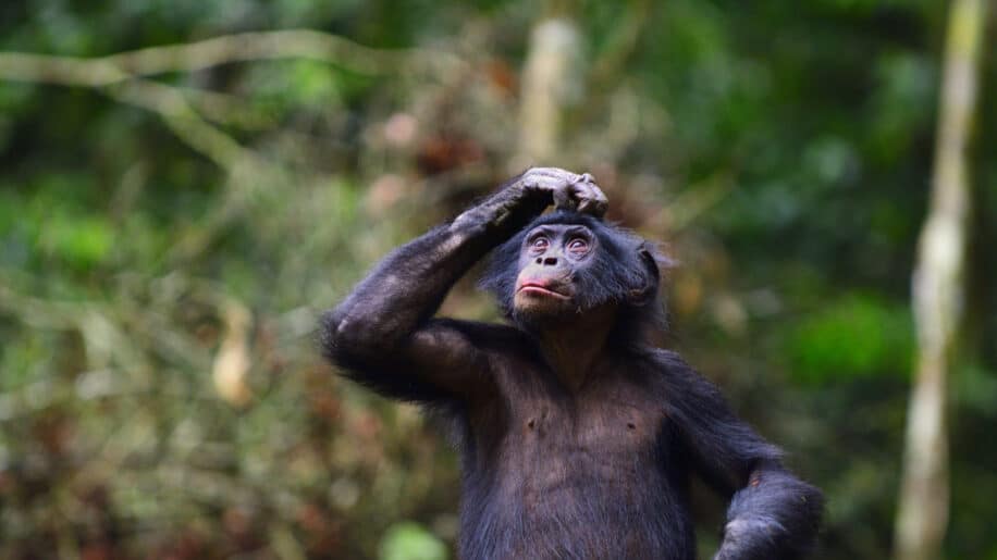 Les bonobos communiquent en phrases suggère une étude