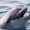 L'intelligence artificielle de Google décode le langage des dauphins