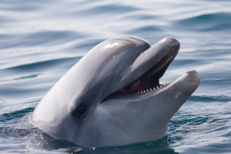 L'intelligence artificielle de Google décode le langage des dauphins
