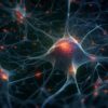 Parkinson les greffes de cellules souches ouvrent une nouvelle voie thérapeutique prometteuse