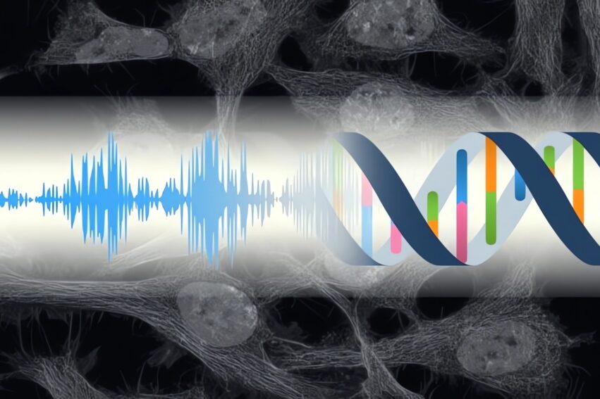 Une étude révèle la sensibilité des cellules aux stimuli sonores
