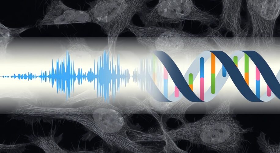 Une étude révèle la sensibilité des cellules aux stimuli sonores