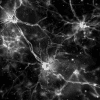 effets quantiques systemes biologiques