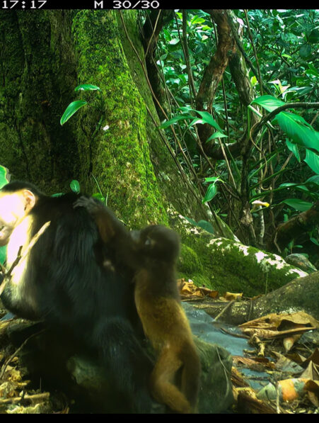 capucins enlever singes hurleurs couv