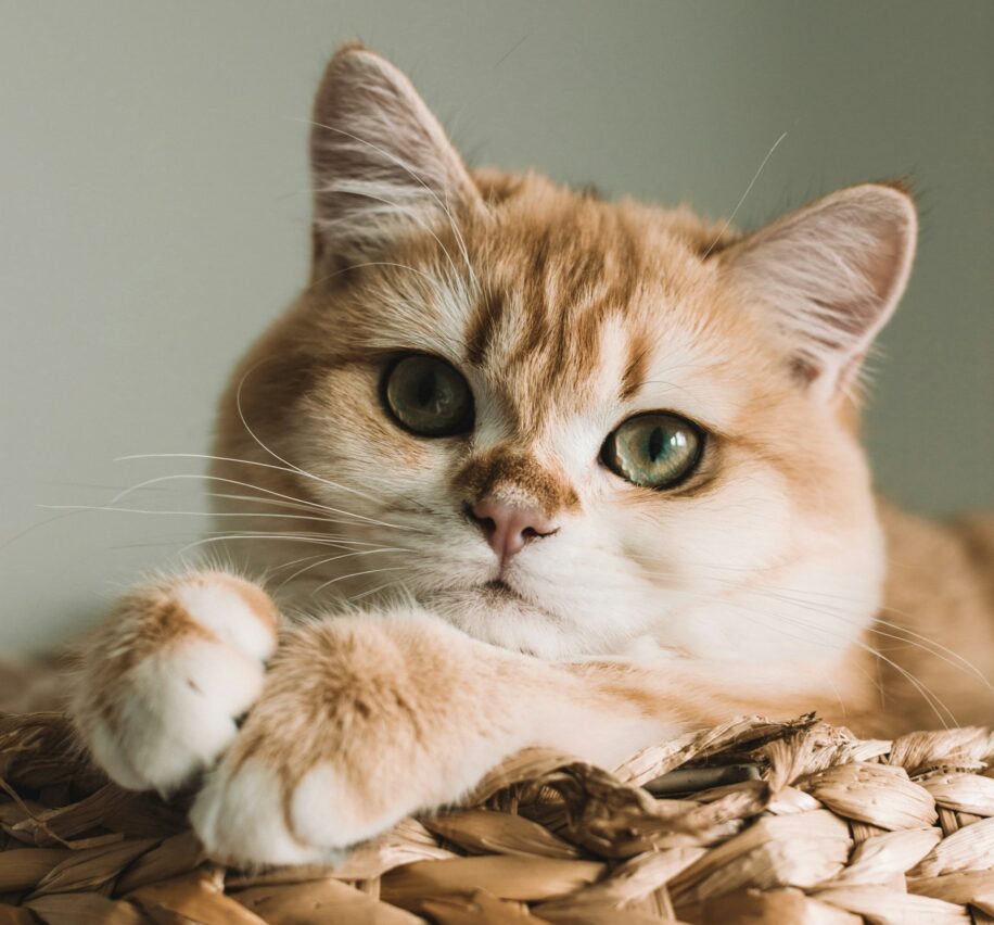 chats ronronnent mystere