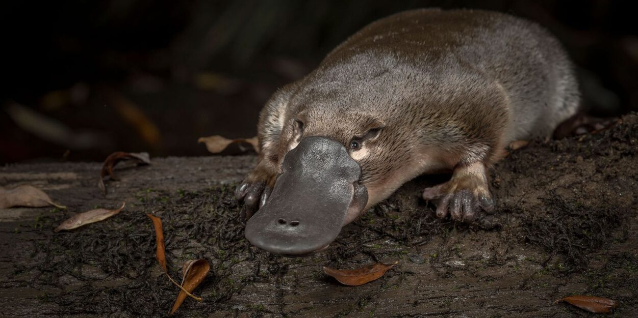 mystere sexe ornithorynque